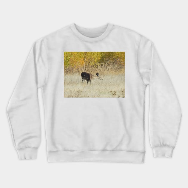 Mule deer, doe, wildlife, gifts, Serene Moment Crewneck Sweatshirt by sandyo2ly